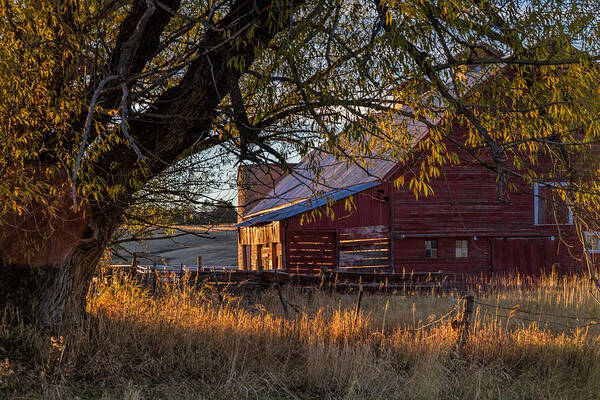 Old Barn Art Print featuring the photograph Catching the Rays by Alana Thrower