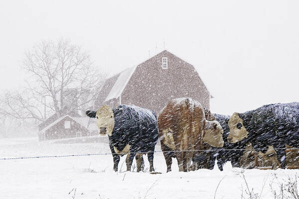Farm Art Print featuring the photograph Cattle Herd by the Barn during a Snowstorm by Randall Nyhof