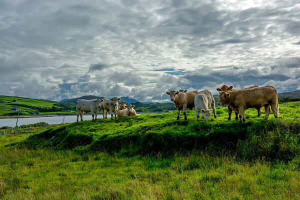 Ireland Art Print featuring the photograph Cattle On Pasture In Ireland by Andreas Berthold
