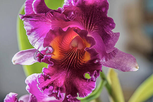 Orchid Art Print featuring the photograph Cattleya by Alana Thrower