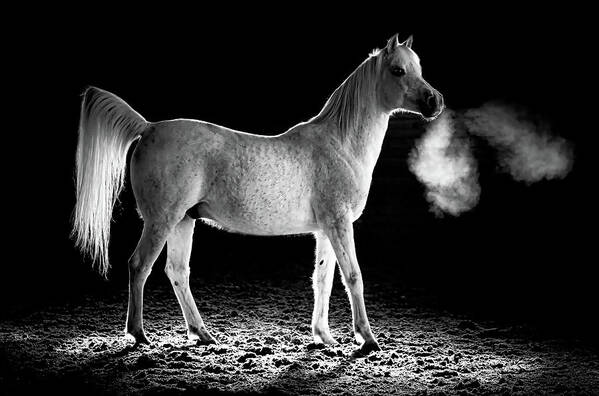 Arabian Horse Art Print featuring the photograph Cavalli Majesty by Athena Mckinzie