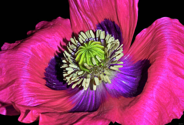 Pink Art Print featuring the photograph Centerpiece - Poppy 020 by George Bostian