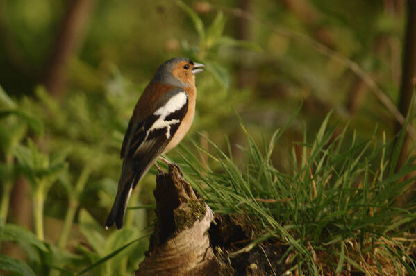 Birds Art Print featuring the photograph Chaffinch On Stump by Adrian Wale
