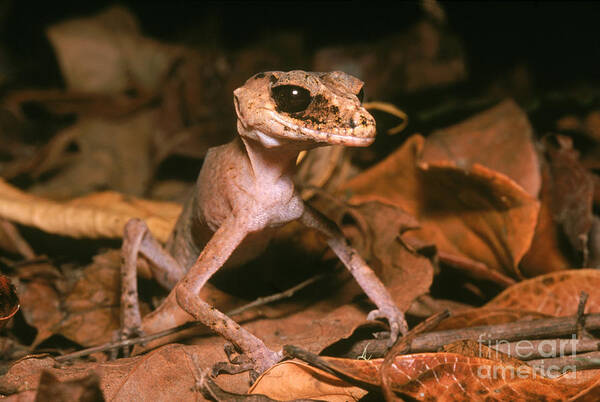 Animal Art Print featuring the photograph Chameleon Gecko Carphodactylus Laevis by B. G. Thomson