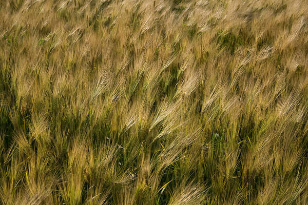 Changing Wheat Art Print featuring the photograph Changing Wheat by Dylan Punke