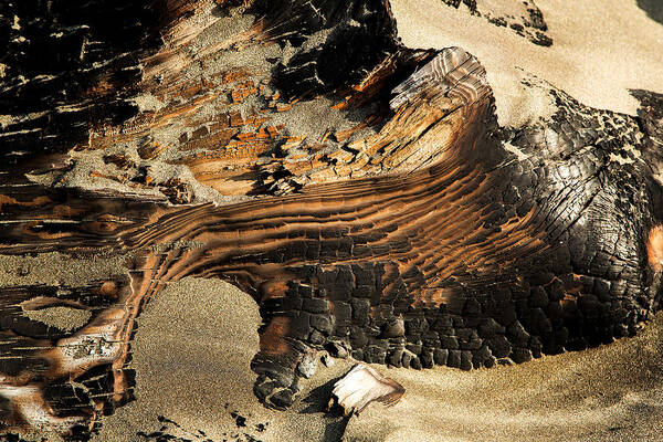 Log Art Print featuring the photograph Charred by Bob Cournoyer