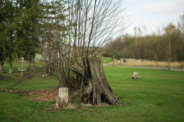 Charred Stump And Alder Saplings Art Print featuring the photograph Charred Stump and Alder Saplings by Tom Cochran