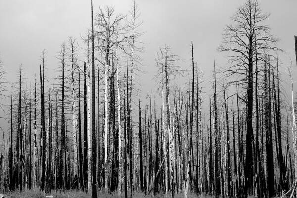 Charred Art Print featuring the photograph Charred Trees by James BO Insogna