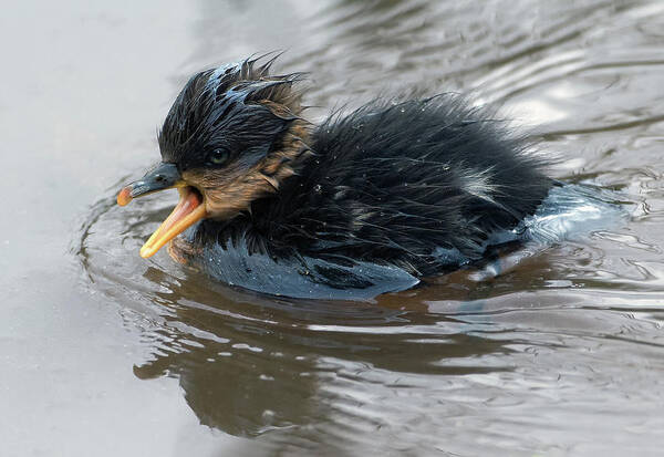 Merganser Art Print featuring the photograph Cheeping Chick by Art Cole