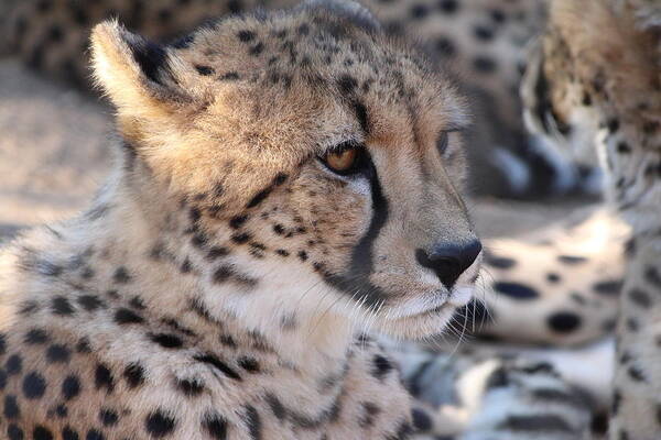 Cheetah Art Print featuring the photograph Cheetah and Friends by Samantha Delory