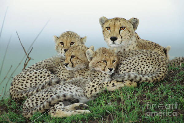 00345011 Art Print featuring the photograph Cheetah And Her Cubs by Yva Momatiuk John Eastcott