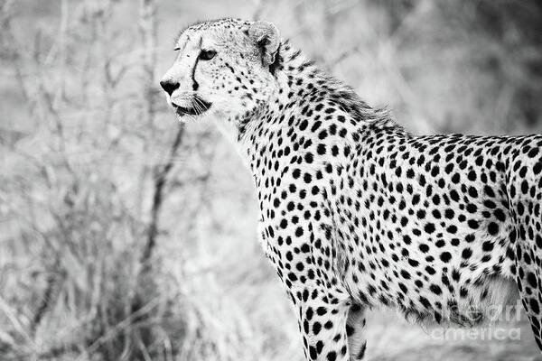 Cheetah Art Print featuring the photograph Cheetah by Tom Broadhurst