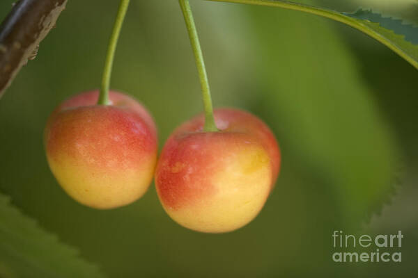 Cherries Art Print featuring the photograph Cherries Hanging From A Branch by Inga Spence