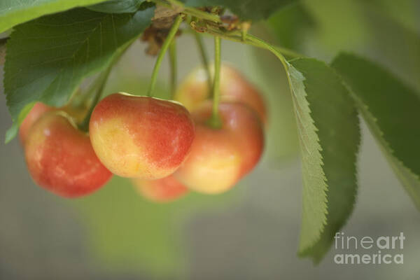 Cherries Art Print featuring the photograph Cherries Hanging On A Branch by Inga Spence