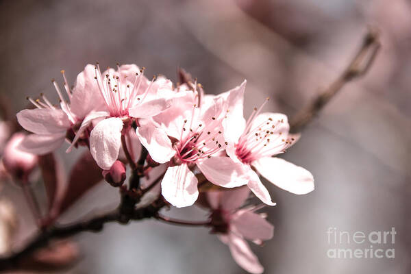 Cherry Art Print featuring the photograph Cherry Blossom by Amanda Mohler