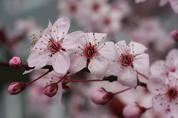 Plum Extract Art Print featuring the photograph Cherry Blossom Fairy Wand by Tammy Pool