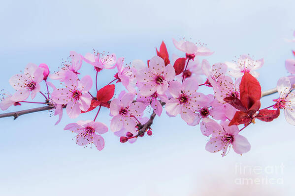 Michael Wheatley Art Print featuring the photograph Pink blossom by Michael Wheatley