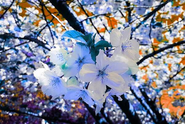 Fantasy Art Print featuring the photograph Cherry Blossom Splash In Blue Dream by Rowena Tutty