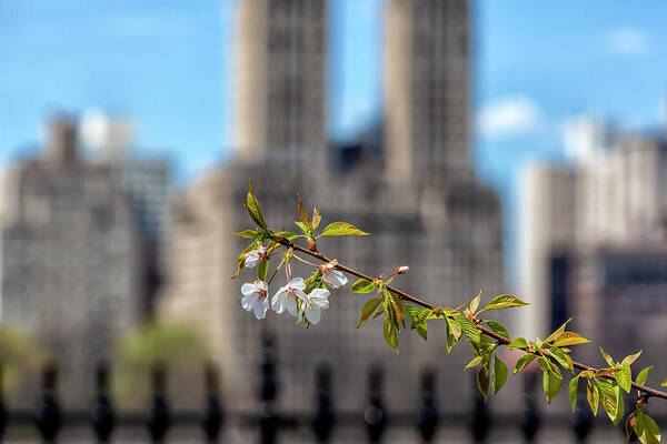 Cherry Blossoms Art Print featuring the photograph Cherry Blossoms and the City by Robert Ullmann