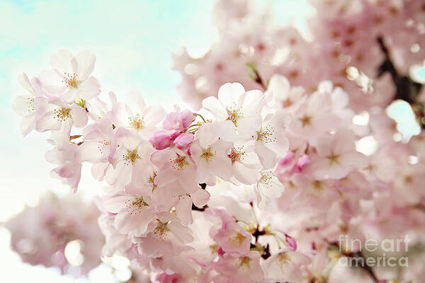 Cherry-blossoms Art Print featuring the photograph Cherry Blossoms by Sylvia Cook