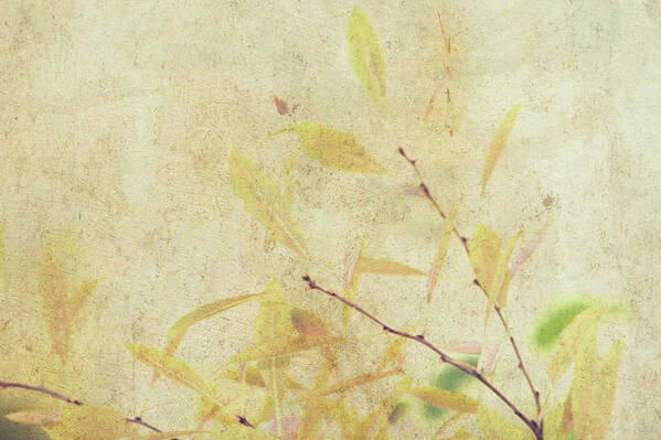 Rice Paper Texture Art Print featuring the photograph Cherry Branch on Rice Paper by Scott Carlton