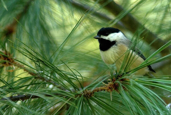 Chickadee Art Print featuring the photograph Chickadee by Gregory Blank
