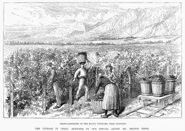 1889 Art Print featuring the photograph Chile: Wine Harvest, 1889 by Granger