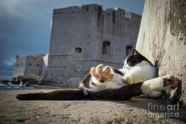 Cat Art Print featuring the photograph Chill Kitty of Dubrovnik by Becqi Sherman