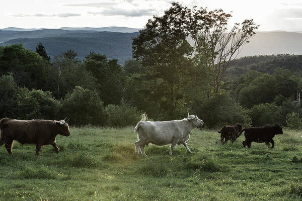 Cows Art Print featuring the photograph Chin Up by Nathan Larson