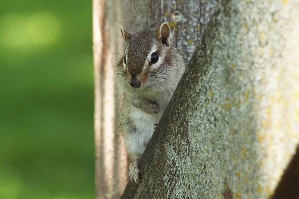 Chipmunk Art Print featuring the photograph Chipmunk by Lori Tordsen