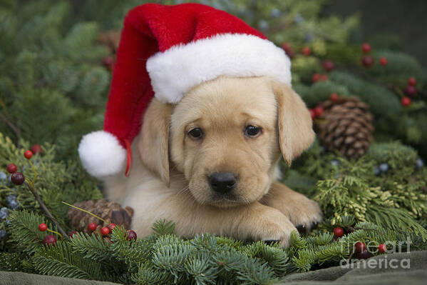 Adorable Art Print featuring the photograph Christmas Puppy by Ron Dahlquist - Printscapes