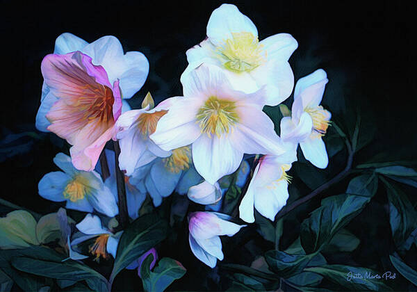 Photo Art Print featuring the photograph Christmas Rose by Jutta Maria Pusl