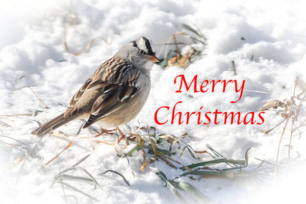 White-crowned Sparrow Art Print featuring the photograph Christmas Sparrow by Holden The Moment