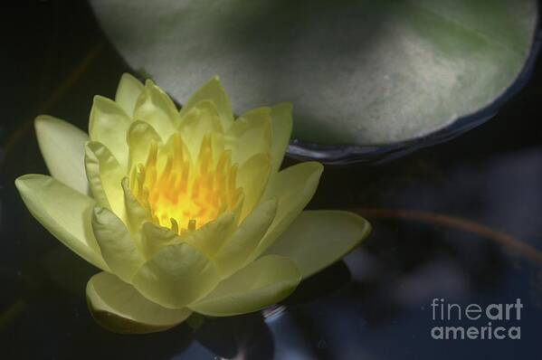 Water Art Print featuring the photograph Chromatella Water Lily by Pete Trenholm