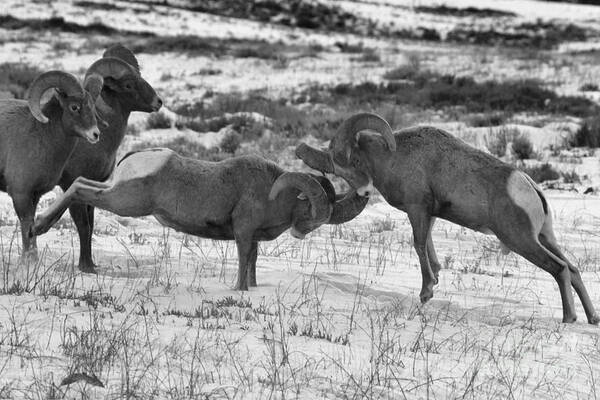 Bighorn Sheep Art Print featuring the photograph Clash Of The Bighonr Bruisers by Adam Jewell