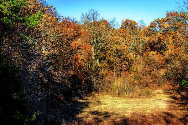 Clearing Art Print featuring the photograph Clearing in the Woods by Barry Jones