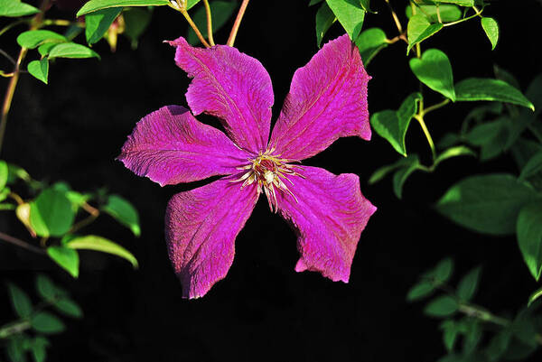 Clematis Art Print featuring the photograph Clematis 2598 by Michael Peychich