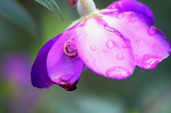Clematis And Raindrops Art Print featuring the photograph Clematis and Raindrops by Warren Thompson