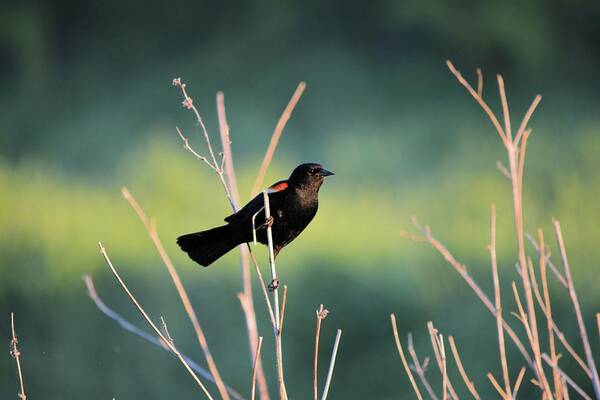 Blackbird Art Print featuring the photograph Clinging Redwing by Bonfire Photography