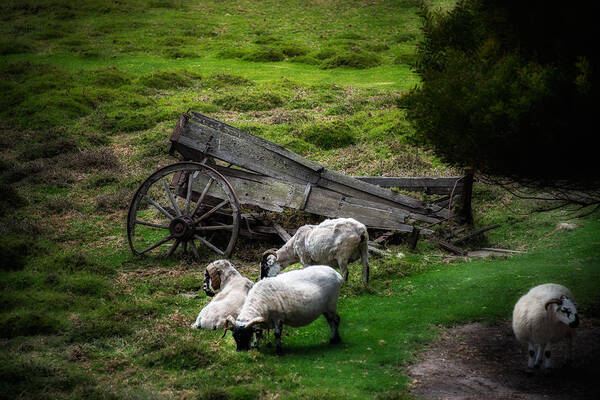 California Art Print featuring the photograph Clint's Sheep by Patrick Boening