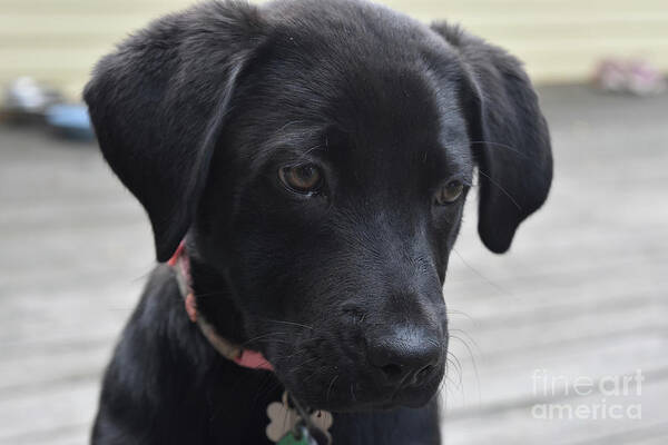 Labrador Art Print featuring the photograph Close Up Look at a Black Labrador Retriever Pup by DejaVu Designs