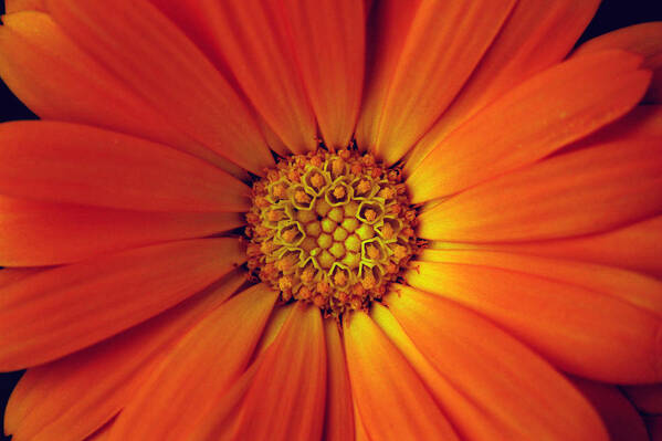 Plant Art Print featuring the photograph Close up of an orange Daisy by PIXELS XPOSED Ralph A Ledergerber Photography