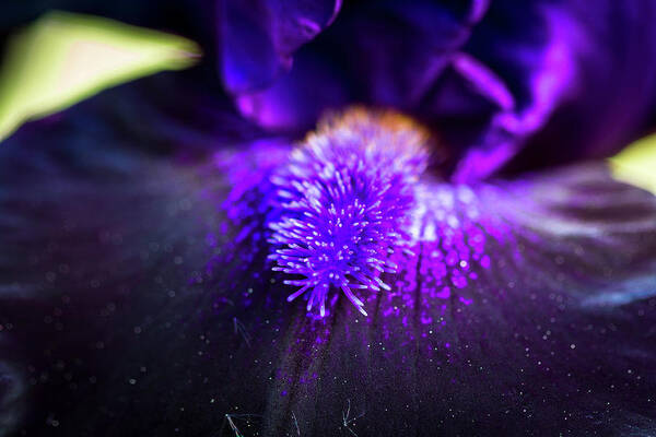 Bearded Art Print featuring the photograph Close Up of Dark Purple Bearded Iris by Teri Virbickis