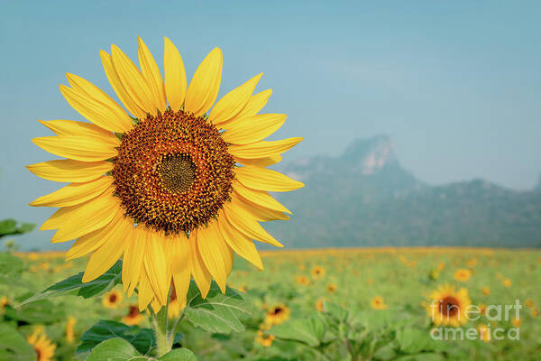 Agriculture Art Print featuring the photograph Close-up on sunflower. by Tosporn Preede