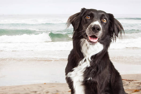 Afternoon Art Print featuring the photograph Closeup of Happy Dog at Beach by Good Focused