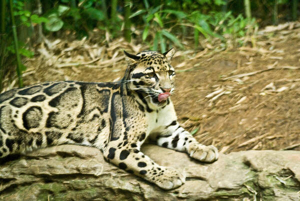 Clouded Art Print featuring the photograph Clouded Leopard 1 by Douglas Barnett