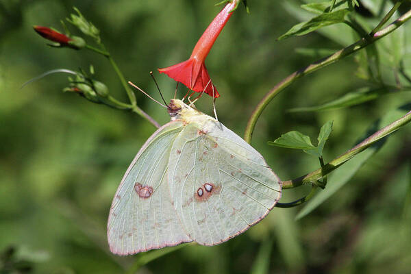 Cloudless Sulphur Art Print featuring the photograph Cloudless Sulphur butterfly by Doris Potter