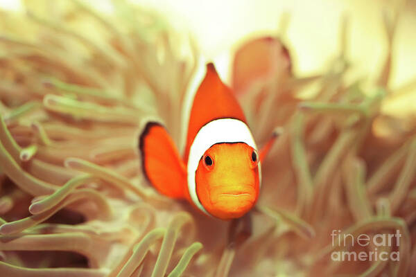 Fish Art Print featuring the photograph Clownfish by MotHaiBaPhoto Prints