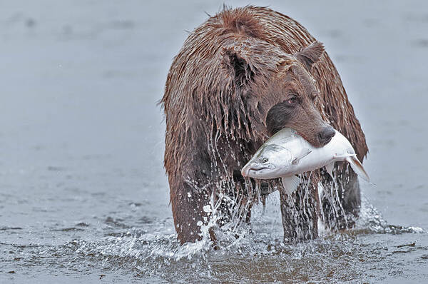 Coastal Art Print featuring the photograph Coastal Brown Bear with Salmon by Gary Langley