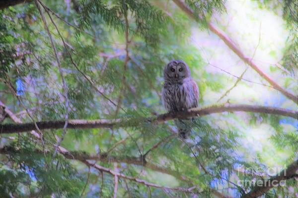 Owl Art Print featuring the photograph Coastal Owl by Merle Grenz